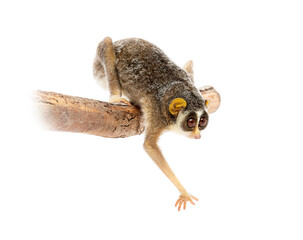Gray slender loris, Loris lydekkerianus, carefully balancing on a branch, its large eyes gazing intently