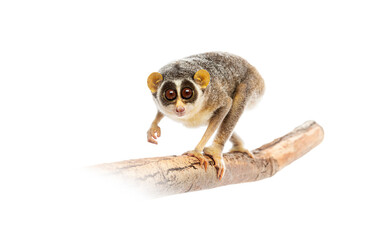 Gray slender loris, Loris lydekkerianus, carefully balancing on a branch, its large eyes gazing intently