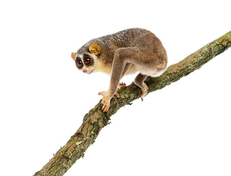 Gray slender loris, Loris lydekkerianus, carefully balancing on a branch, its large eyes gazing intently
