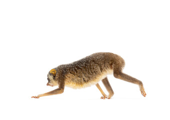Side view of a Gray slender loris, Loris lydekkerianus, walking away isolated on white