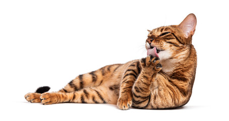 Toyger cat lying and licking its paw on white background
