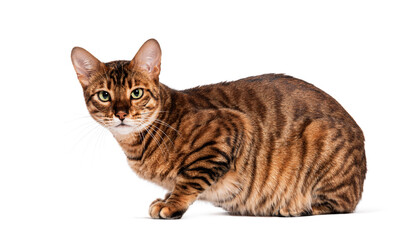 Toyger cat sitting and looking away on white background