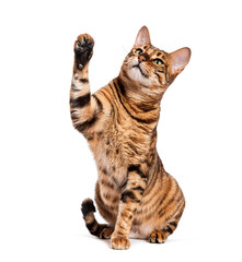 Toyger cat sitting and raising paw on white background