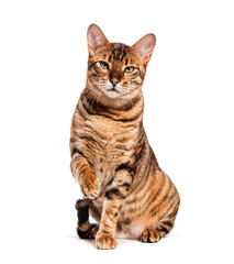 Toyger cat sitting and raising paw on white background