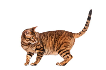 Toyger cat standing and looking backwards on white background