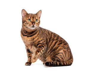 Striped toyger cat sitting and looking up curiously