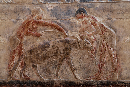 reliefs from the tomb of Mere Ruka showing Feeding of a hyena at Saqqara. old kingdom. Egypt .