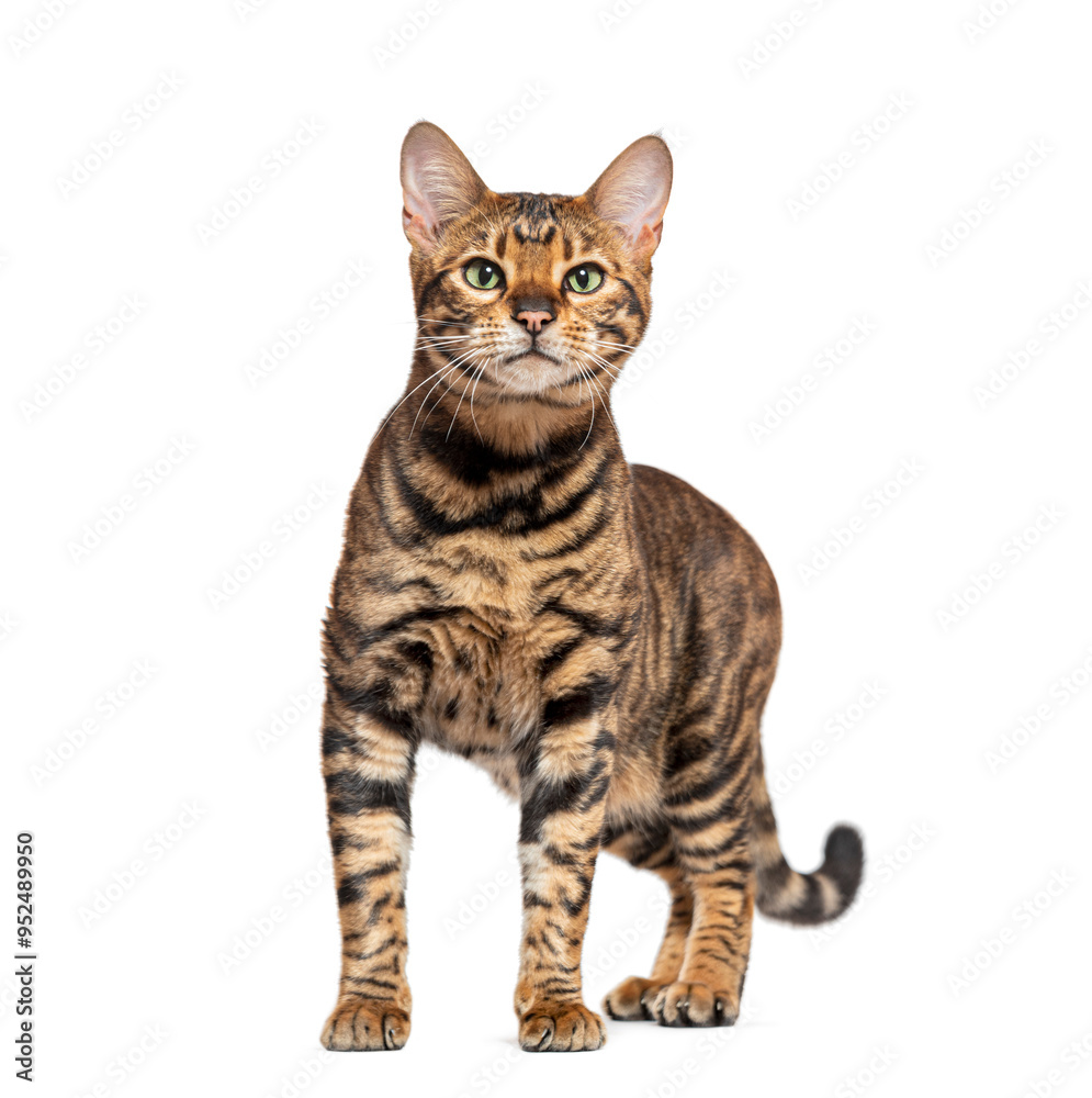 Poster toyger cat standing and looking forward on white background