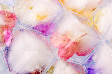 Fototapeta premium Blossom flowers frozen in ice cubes with frost and rime
