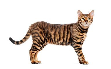 Toyger cat standing and looking away on white background