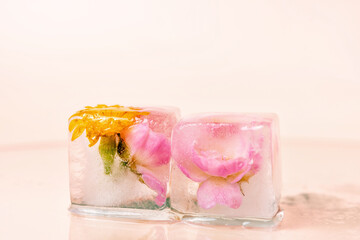 Two flowers are frozen in ice cubes, fresh pink roses with colorful petals.