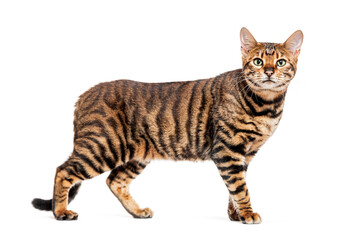 Toyger cat standing on white background looking up