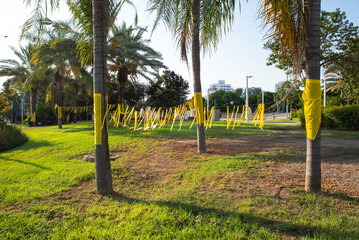 Installation of yellow ribbons in a park, tied between trees as a symbol advocating for the return...
