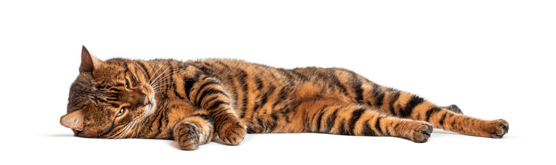 Toyger cat relaxing on its side on white background
