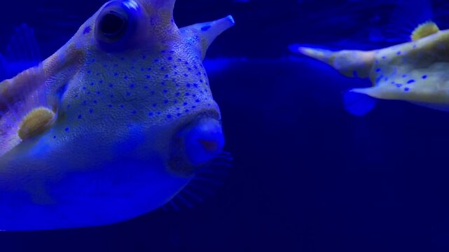 Fish under water, yellow trunk cow fish: lactoria cornuta