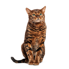 Toyger cat sitting and looking up isolated on white background