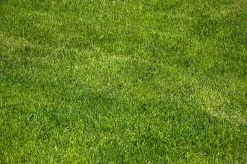 Texture of green lawn after mowing with lawn mower. Copy space. Selective focus.