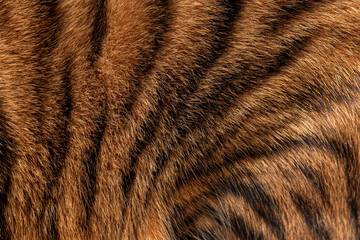 Close up of real Toyger cat fur showing the texture and pattern of the black stripes