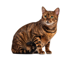 Toyger cat sitting and looking away on white background