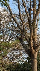 trees in the forest