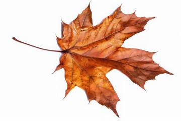 Obraz premium dry maple leaf isolated on white, autumn leaf, cut-out, clipping path