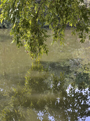 Green Lake in the middle of the forest in India.