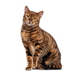 Adult toyger cat sitting and looking away from camera