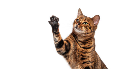 Toyger cat raising paw on white background © Eric Isselée