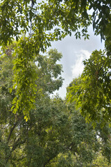 Fototapeta premium Scenic view of sky through dense trees on forest.