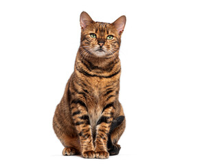 Striped toyger cat sitting and looking at camera, isolated on white