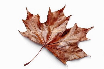 Obraz premium dry maple leaf isolated on white, autumn leaf, cut-out, clipping path