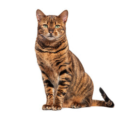 Striped toyger cat sitting and looking at camera, isolated on white