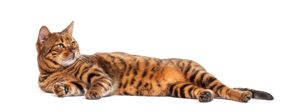 Toyger cat relaxing on white background looking away