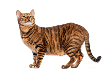 Toyger cat standing and looking up on white background