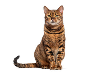 Toyger cat sitting and looking at camera on white background