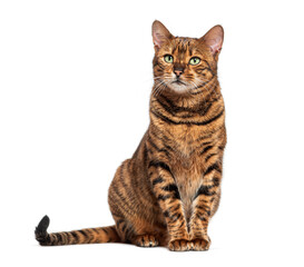 Toyger cat sitting and looking up on white background
