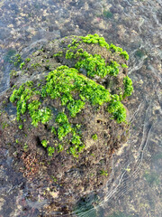 Green Oasis | a rock covered in a thick layer of bright green algae. The algae are growing in patches and appear to be soft and spongy | the vibrant green color of the algae 