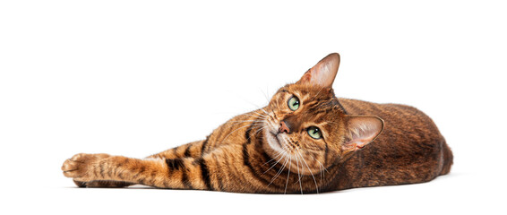 Toyger cat relaxing on white background looking up