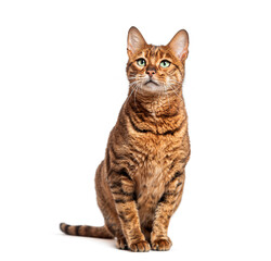 Toyger cat sitting and looking up on white background