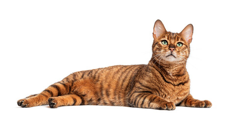 Adult toyger cat laying down on white background © Eric Isselée