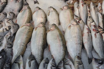 Obraz premium fresh salmon fish from Blacksea at the market