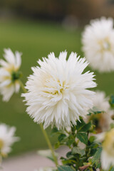 White Dahlia in Focus with Soft Green Background