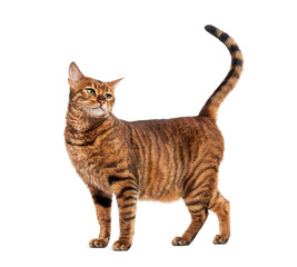 Toyger cat standing with raised tail and looking up, isolated on white