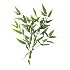 Fototapeta premium Green bamboo leaves isolated on a transparent background, showcasing natural simplicity and fresh greenery. 