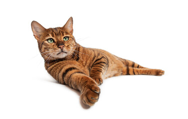 Toyger cat laying down and reaching out a paw, isolated on white