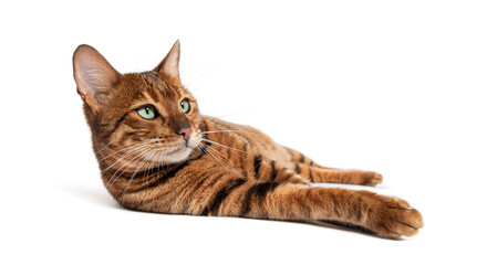 Toyger cat relaxing on its belly and looking up with curiosity