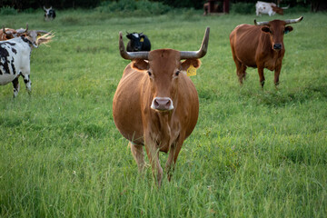 cows in a field