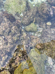 Green Oasis | a rock covered in a thick layer of bright green algae. The algae are growing in patches and appear to be soft and spongy | the vibrant green color of the algae 