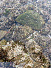 Green Oasis | a rock covered in a thick layer of bright green algae. The algae are growing in patches and appear to be soft and spongy | the vibrant green color of the algae 