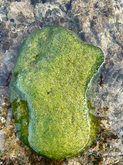 Green Oasis | a rock covered in a thick layer of bright green algae. The algae are growing in patches and appear to be soft and spongy | the vibrant green color of the algae 